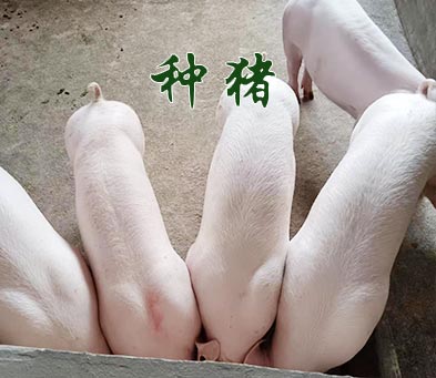 种猪